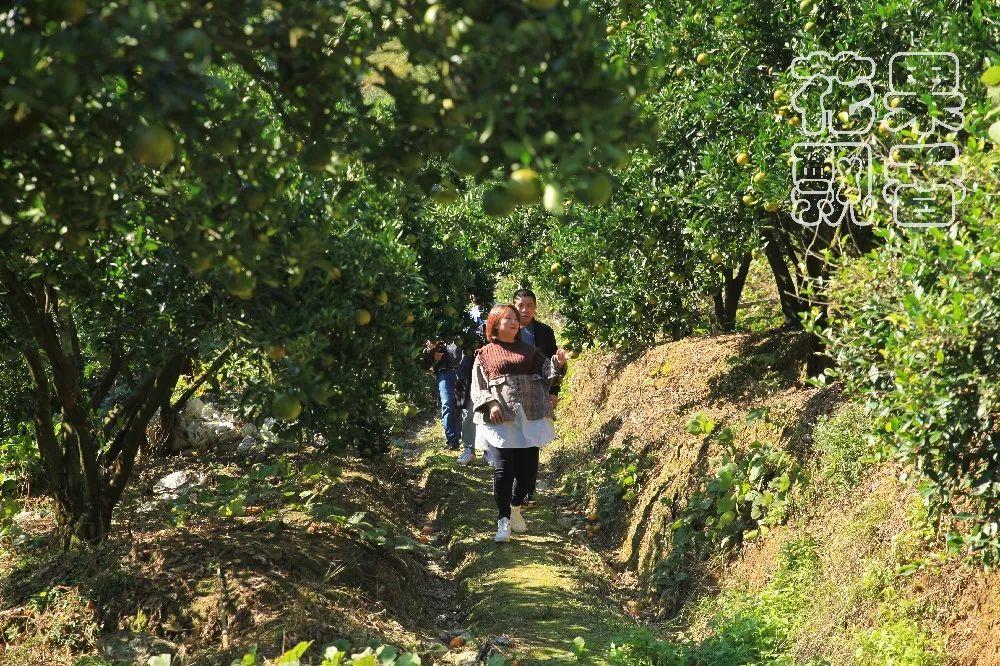 现代化农业基地